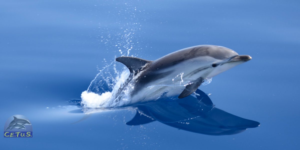 cetus avvistamento delfini a viareggio